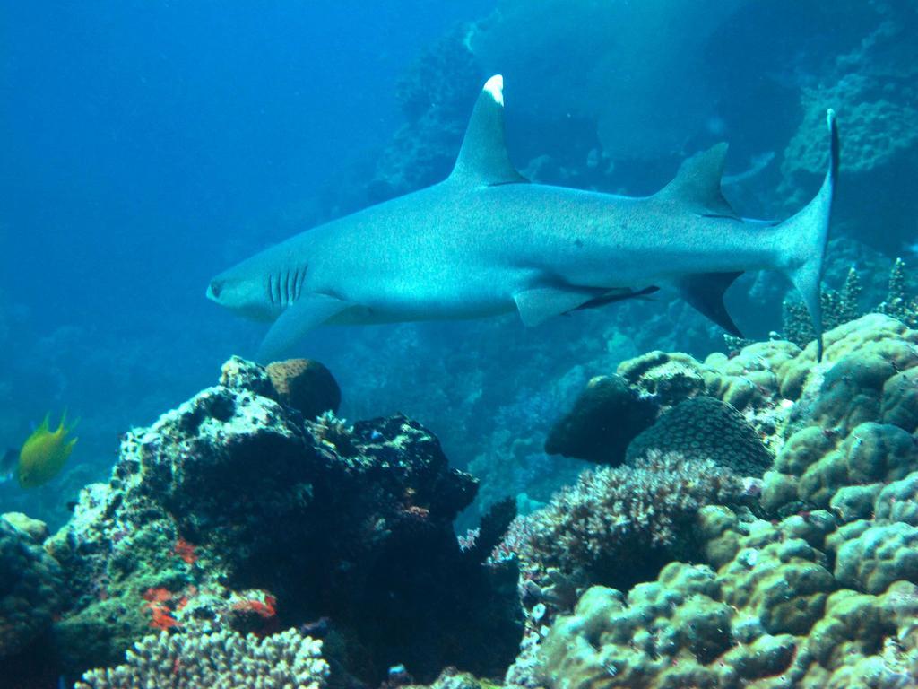 Mantaray Island Resort Nanuya Balavu Island Εξωτερικό φωτογραφία